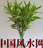 佛山十二生肖养什么植物最旺财运？你知道吗！